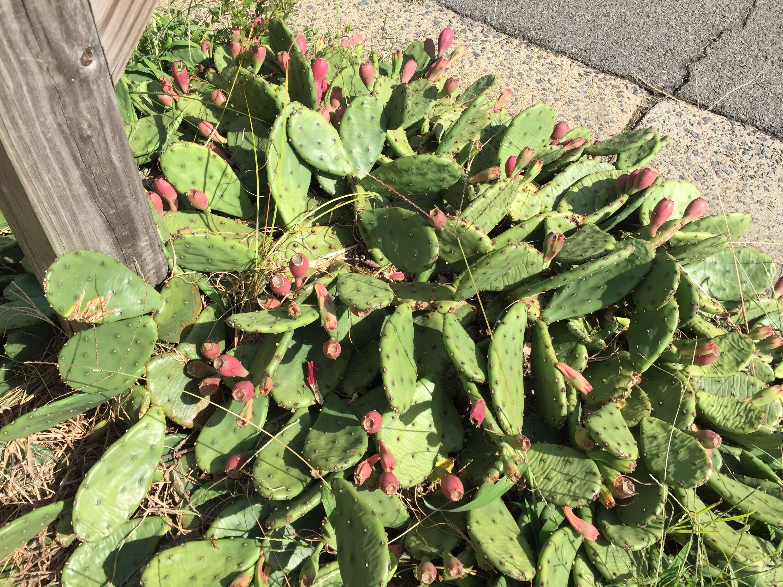 Image of Eastern Prickly Pear