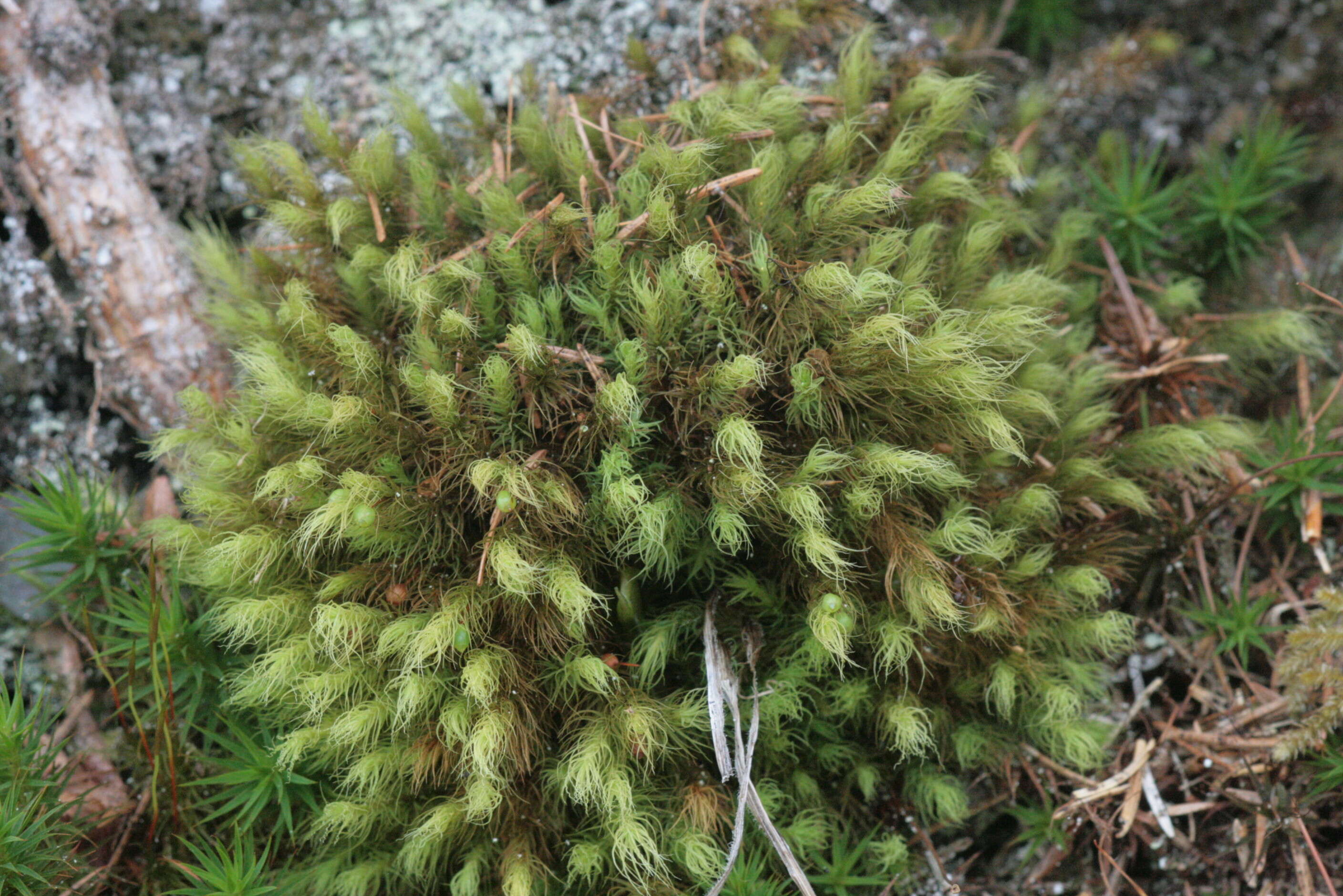 Image of Haller's bartramia moss