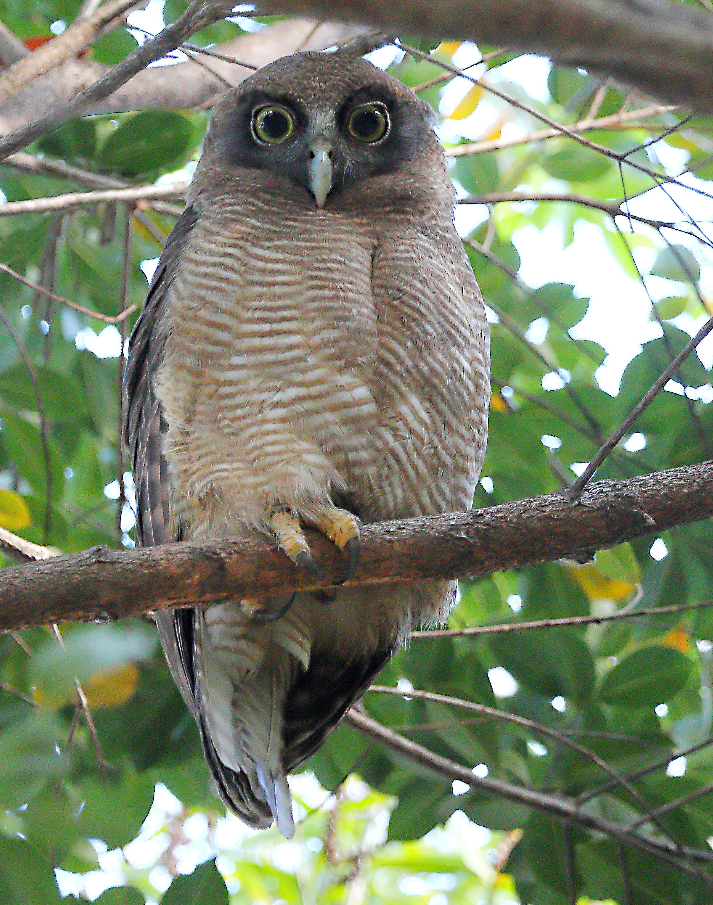 Image of Rufous Boobook