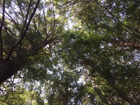 Image of eastern hemlock