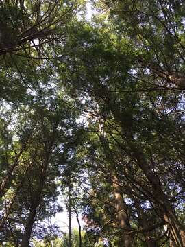 Image of eastern hemlock