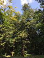 Image of eastern hemlock