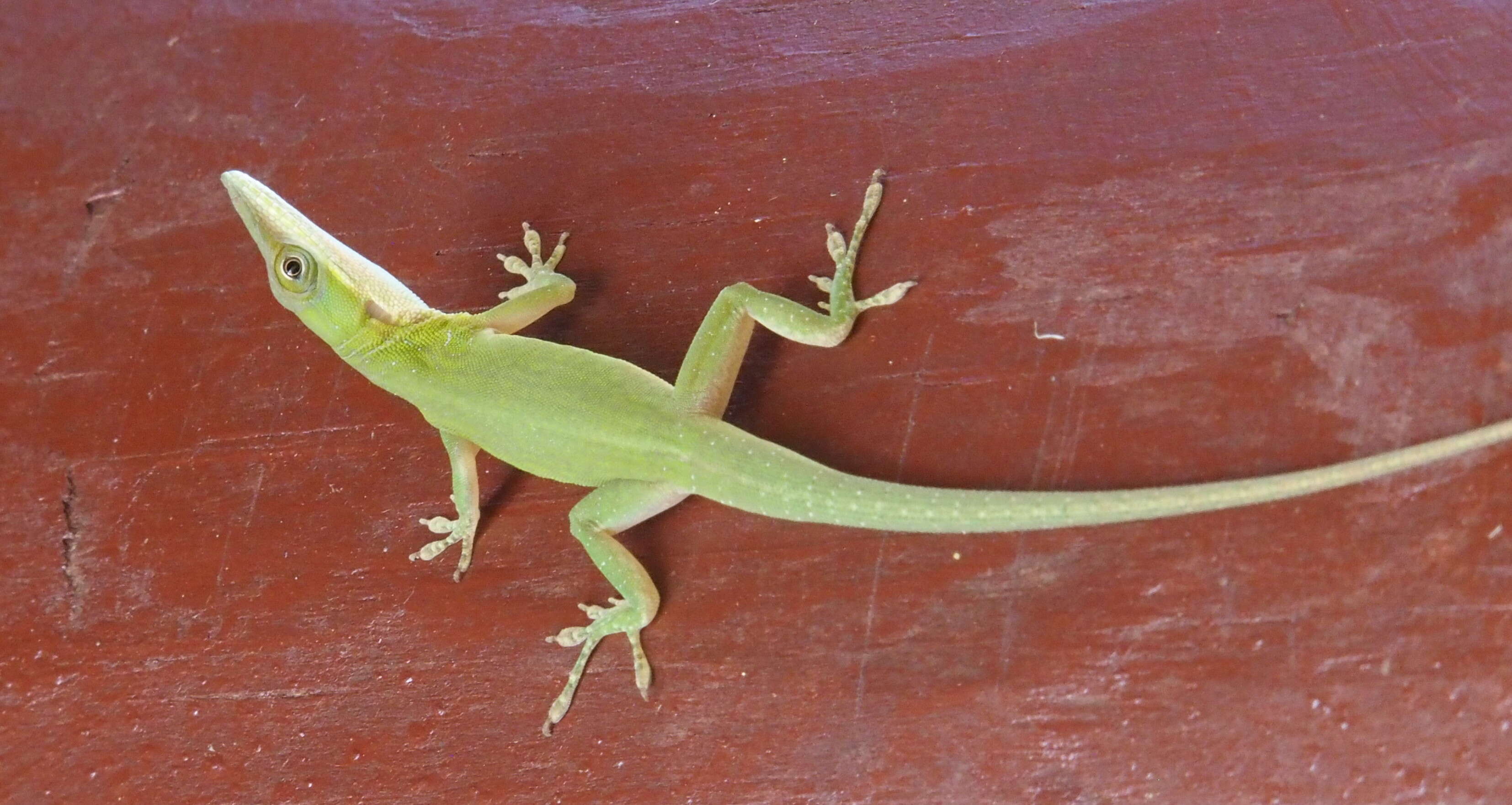 Image of Allison's Anole