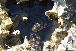 Image of Chain Moray Eel