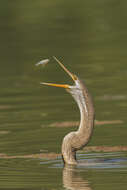 Image de Anhinga roux