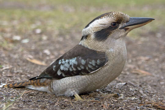 Image of Kookaburra