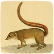 Image of Striped Tree Shrew