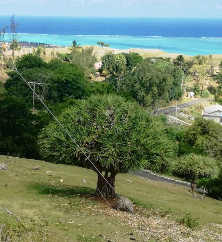 Image of Pandanus heterocarpus Balf. fil.