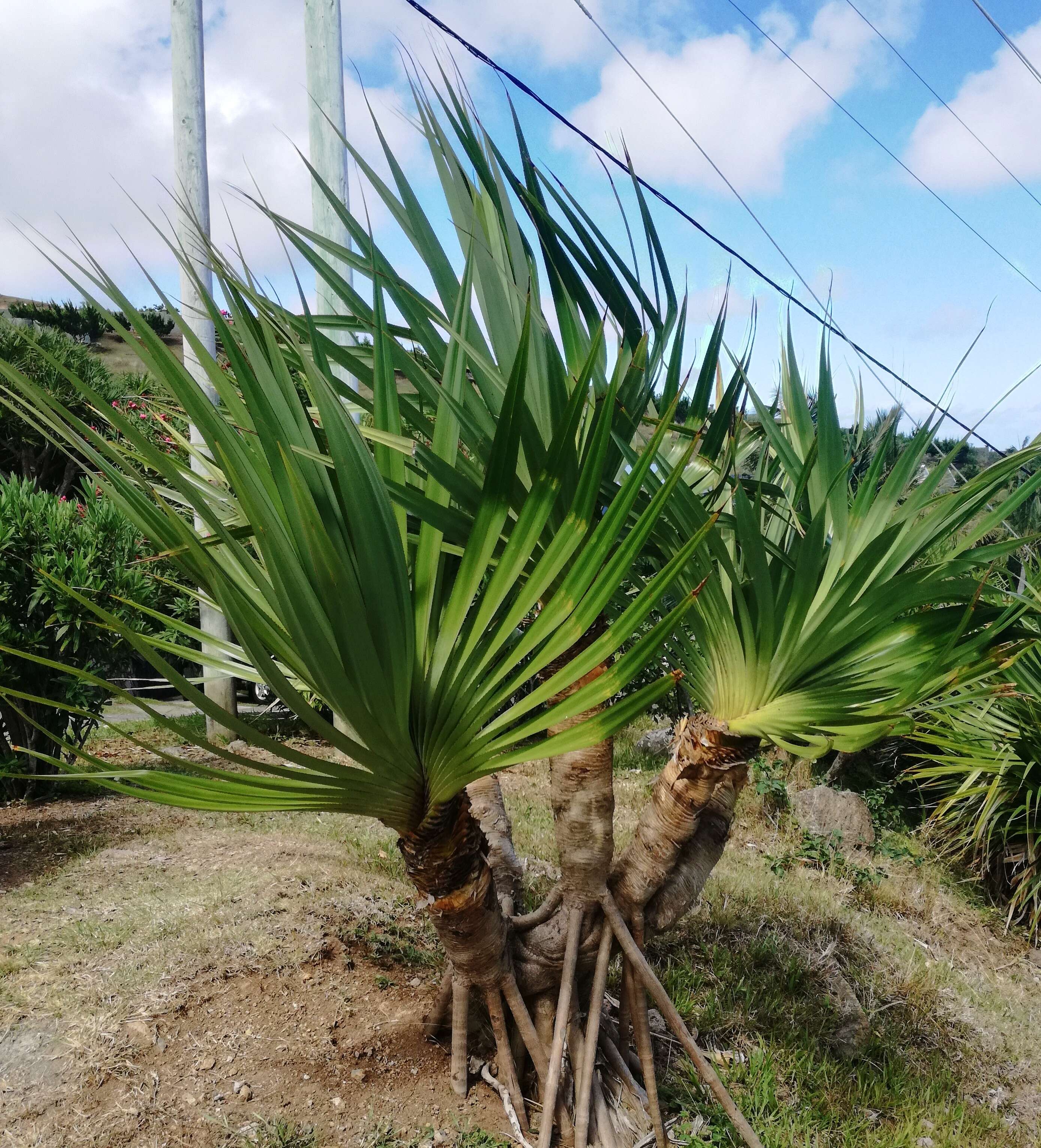 Image of Pandanus heterocarpus Balf. fil.