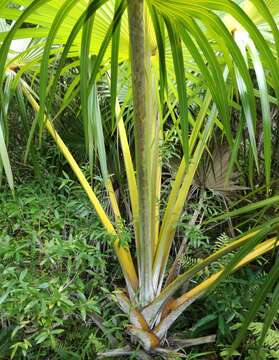 Image of Latania verschaffeltii Lem.