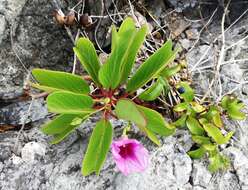 Ipomoea pes-caprae (L.) R. Brown resmi