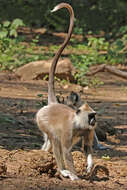 Image de Semnopithecus priam Blyth 1844