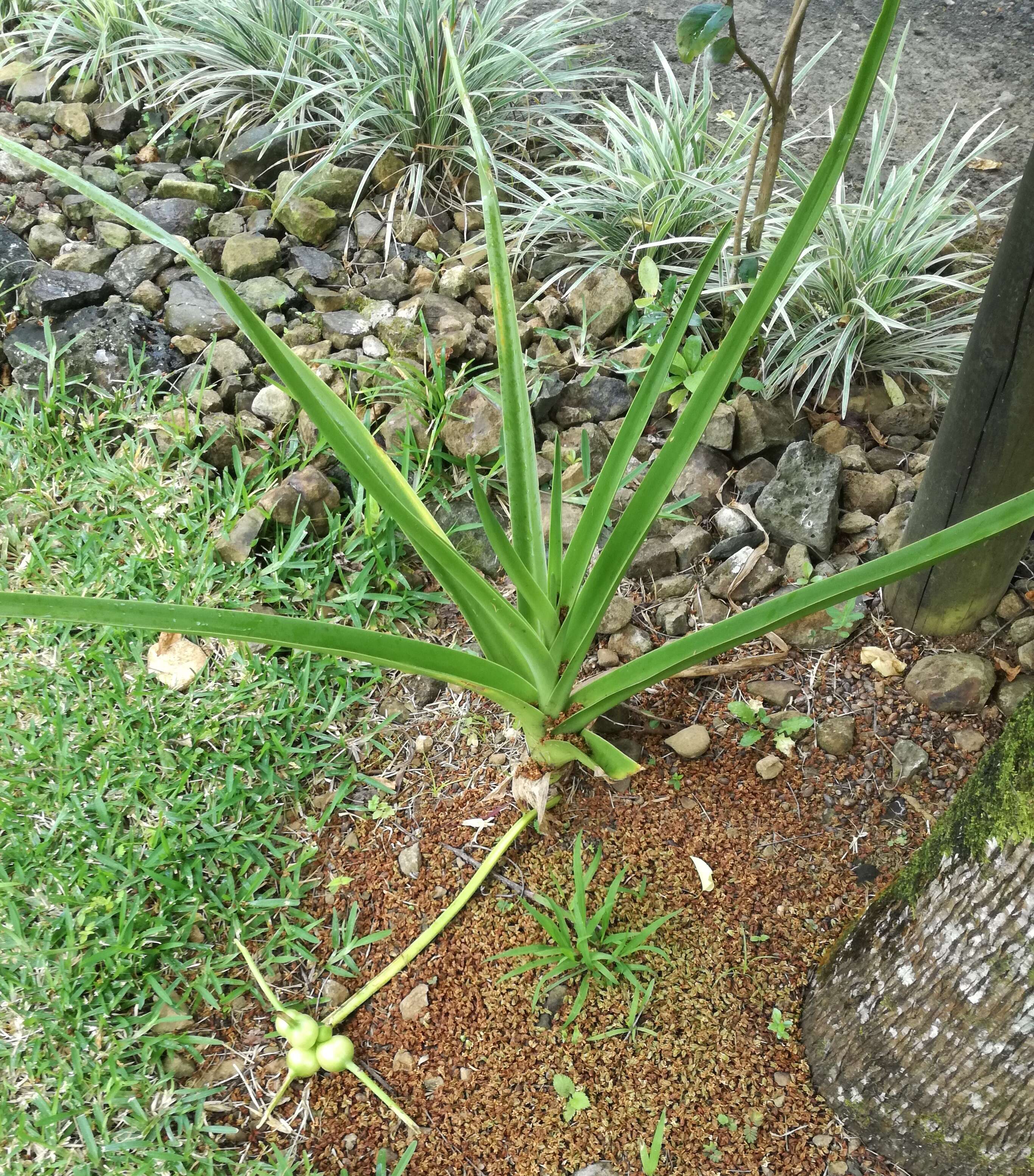 Image of Crinum mauritianum G. Lodd.