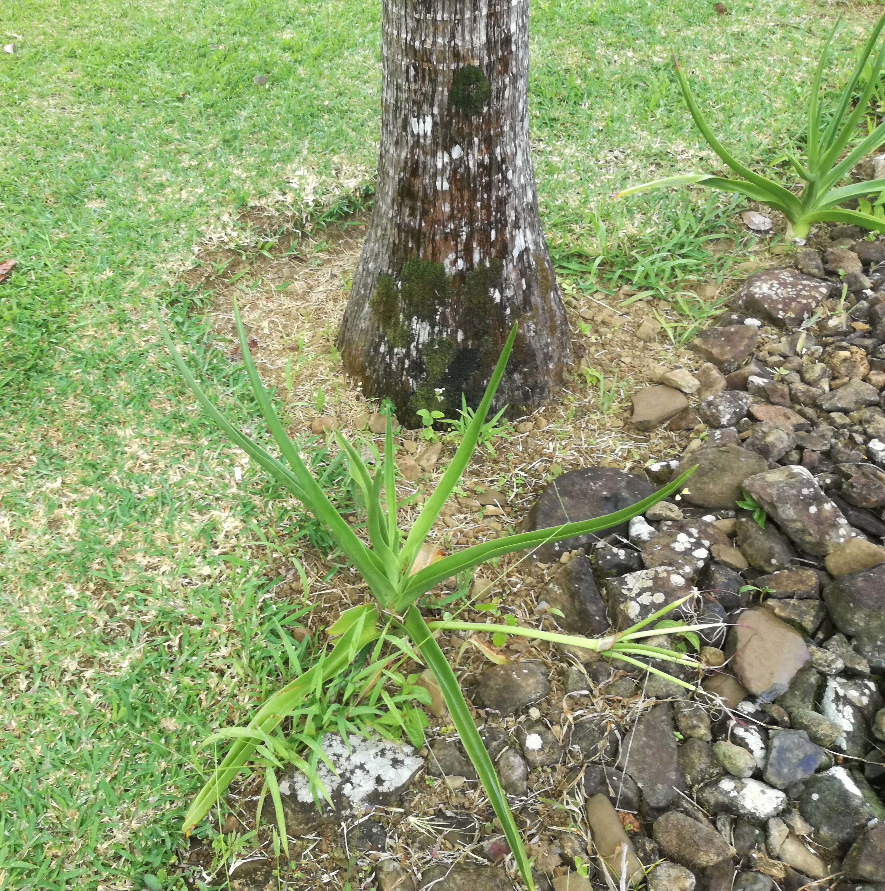 Image of Crinum mauritianum G. Lodd.