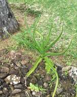 Image of Crinum mauritianum G. Lodd.