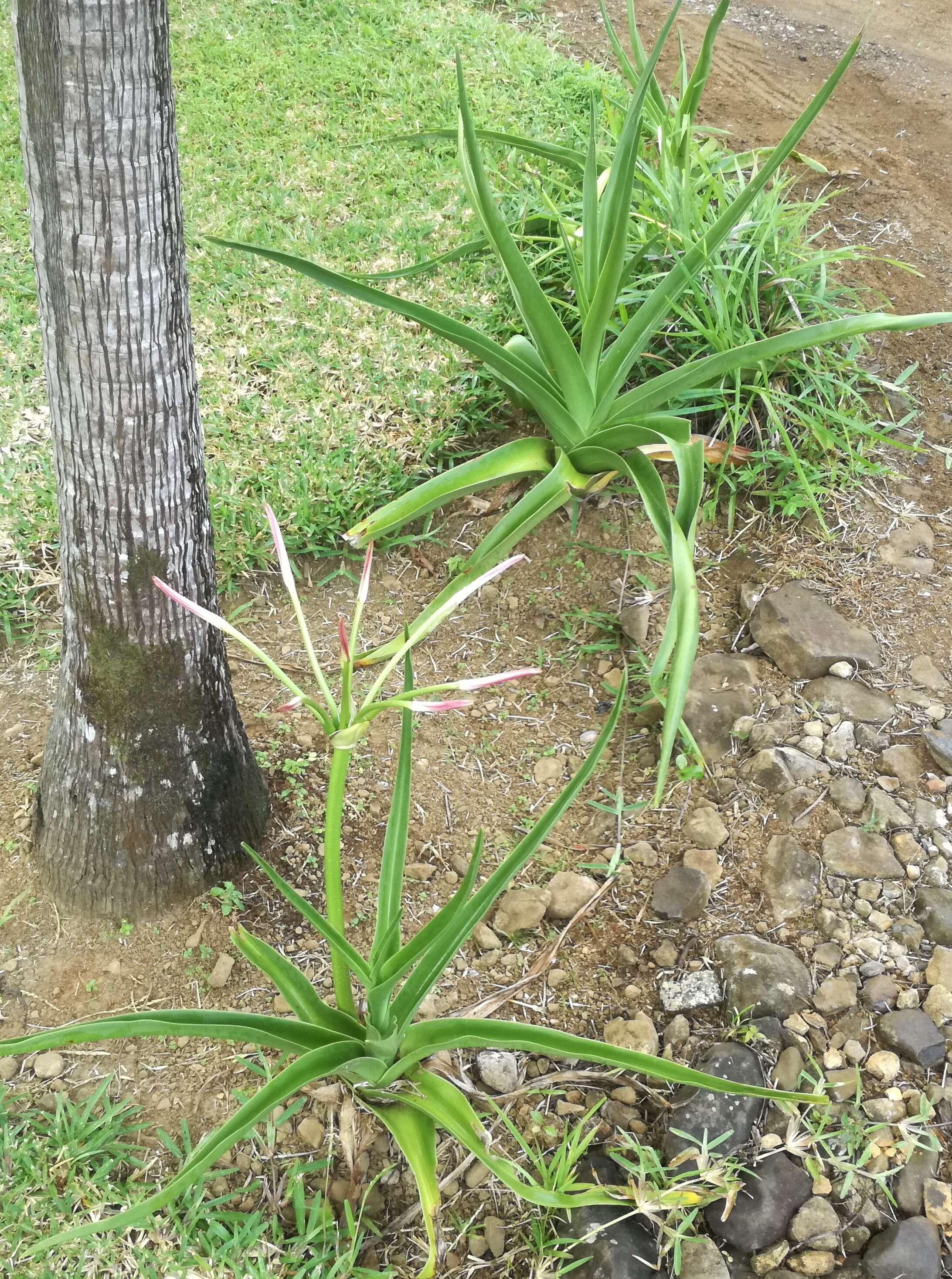 Image of Crinum mauritianum G. Lodd.