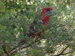 Image de Perruche de Pennant