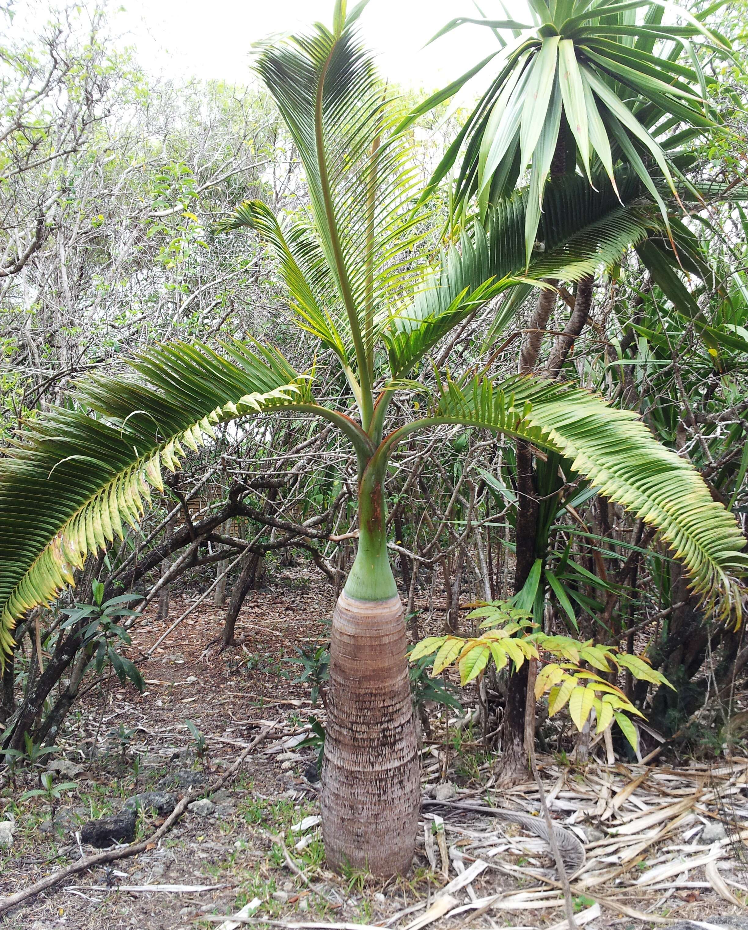 Image of Bottle Palm