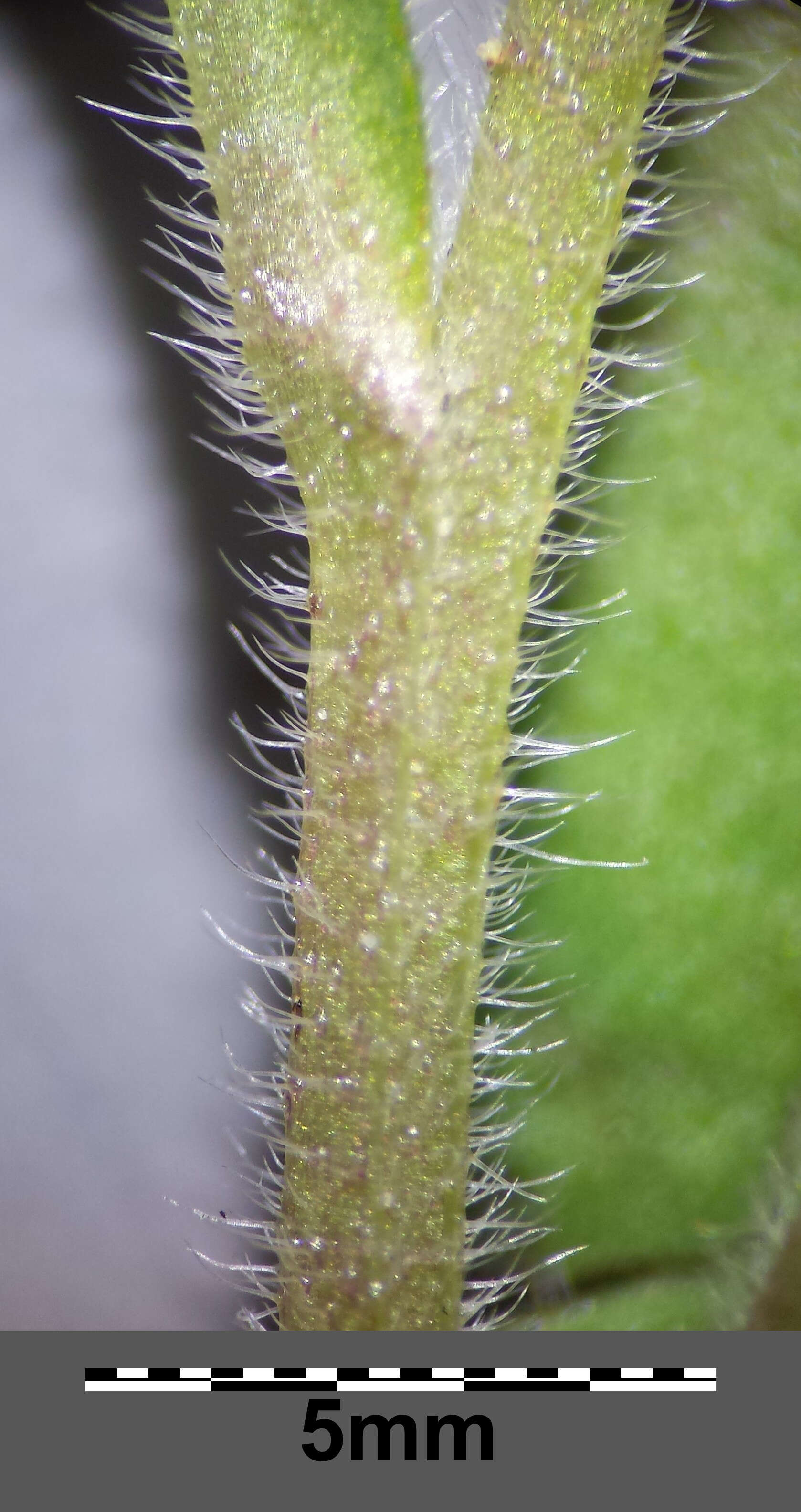 Слика од Myosotis ramosissima Rochel
