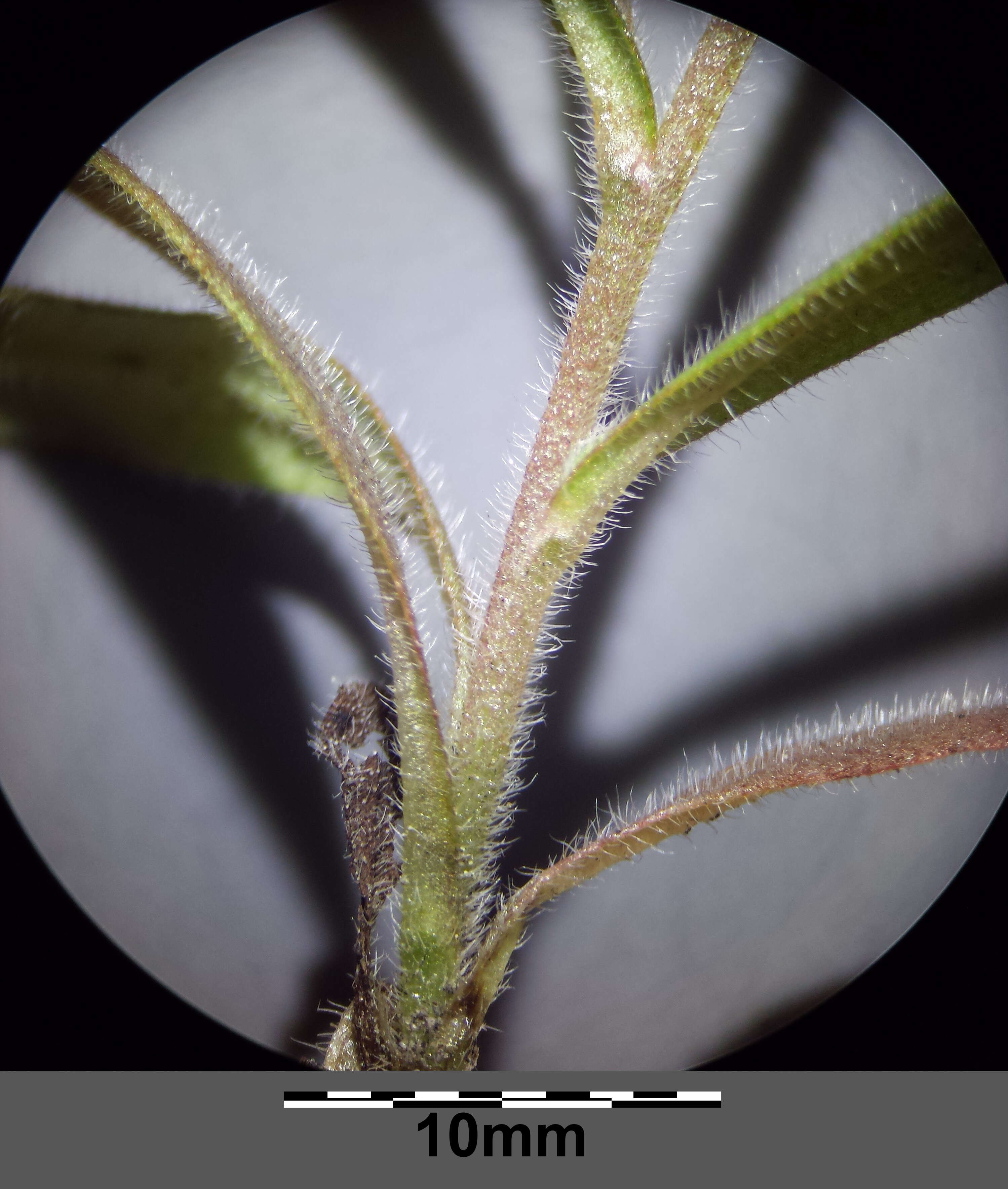 Слика од Myosotis ramosissima Rochel