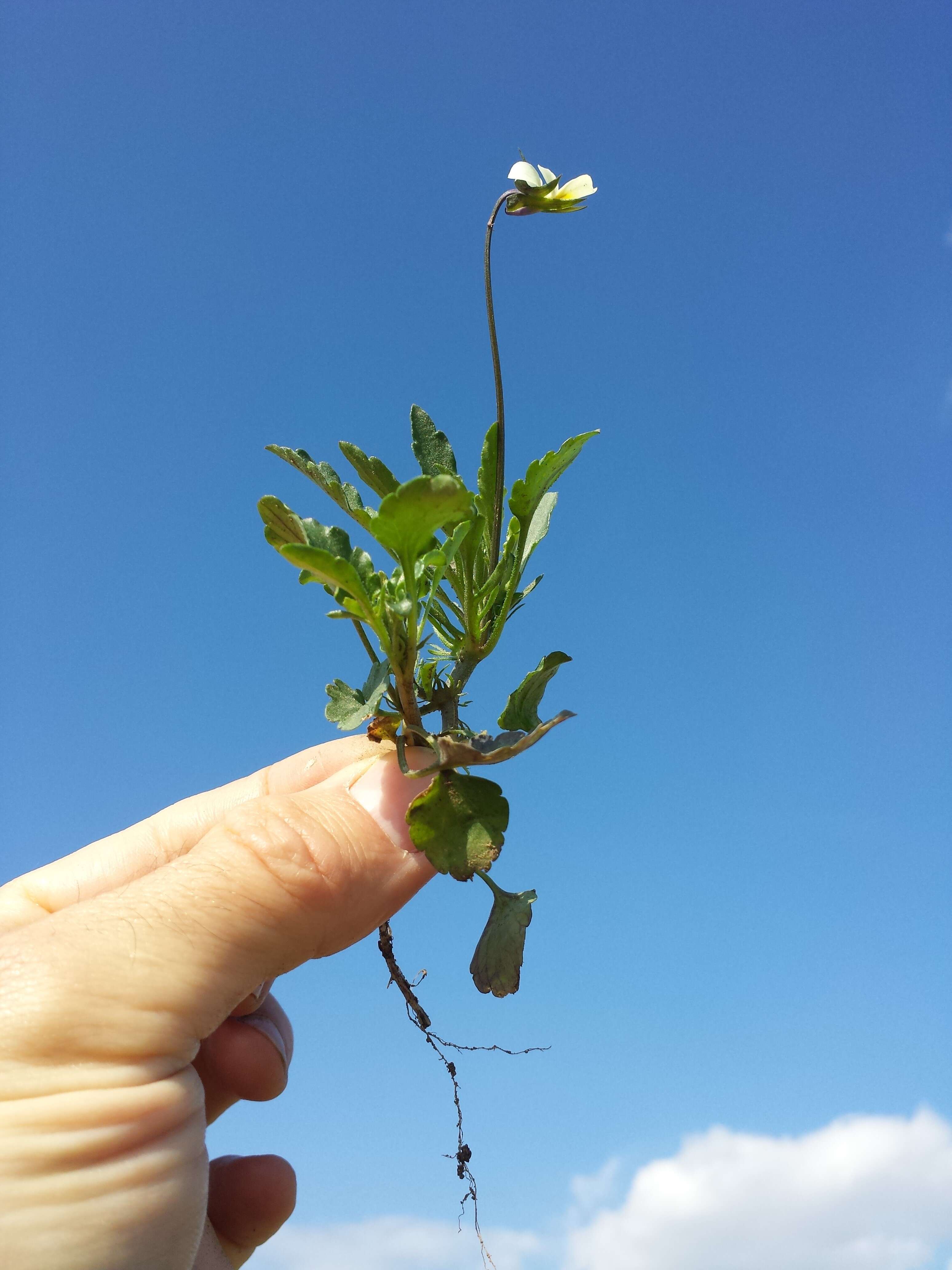 Слика од Viola arvensis Murray