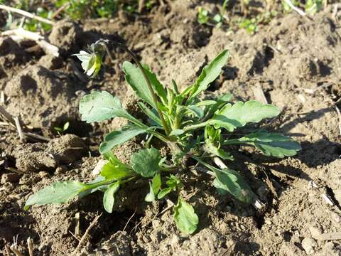 Слика од Viola arvensis Murray