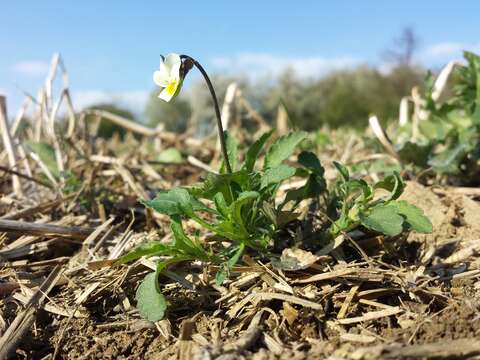 Image of Field Pansy