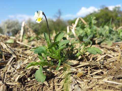 Слика од Viola arvensis Murray