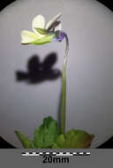 Слика од Viola arvensis Murray