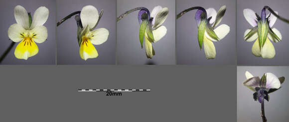 Слика од Viola arvensis Murray