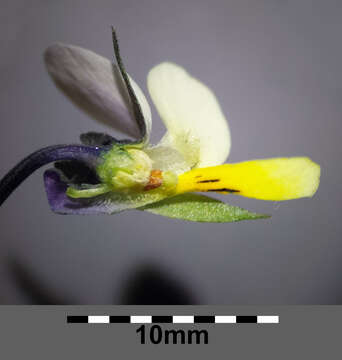 Слика од Viola arvensis Murray