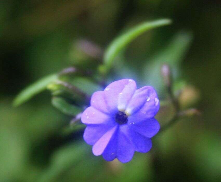 Image of Jamaican forget-me-not