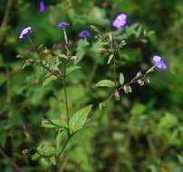 Image of Jamaican forget-me-not