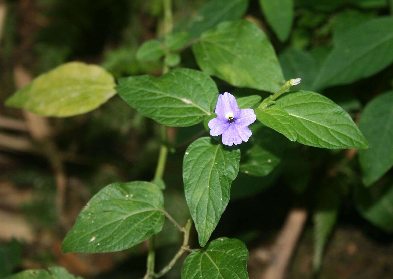 Image of Jamaican forget-me-not