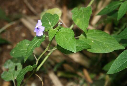 Image of Jamaican forget-me-not