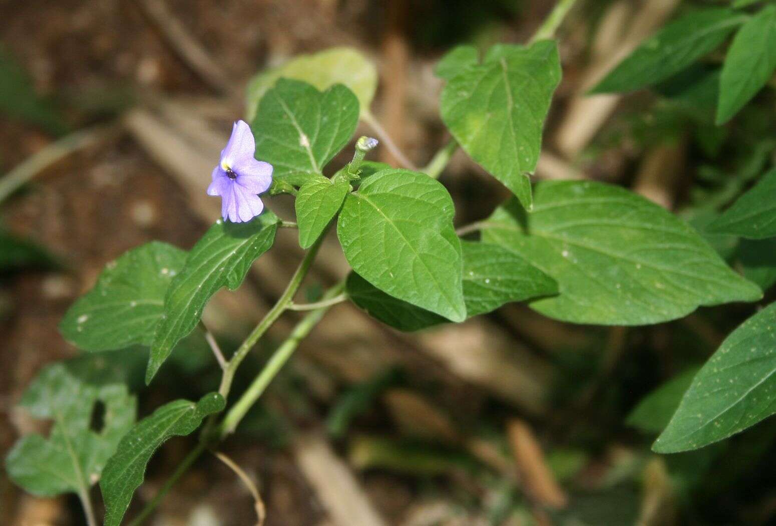 Image of Jamaican forget-me-not