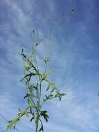 Image of Long-headed Poppy