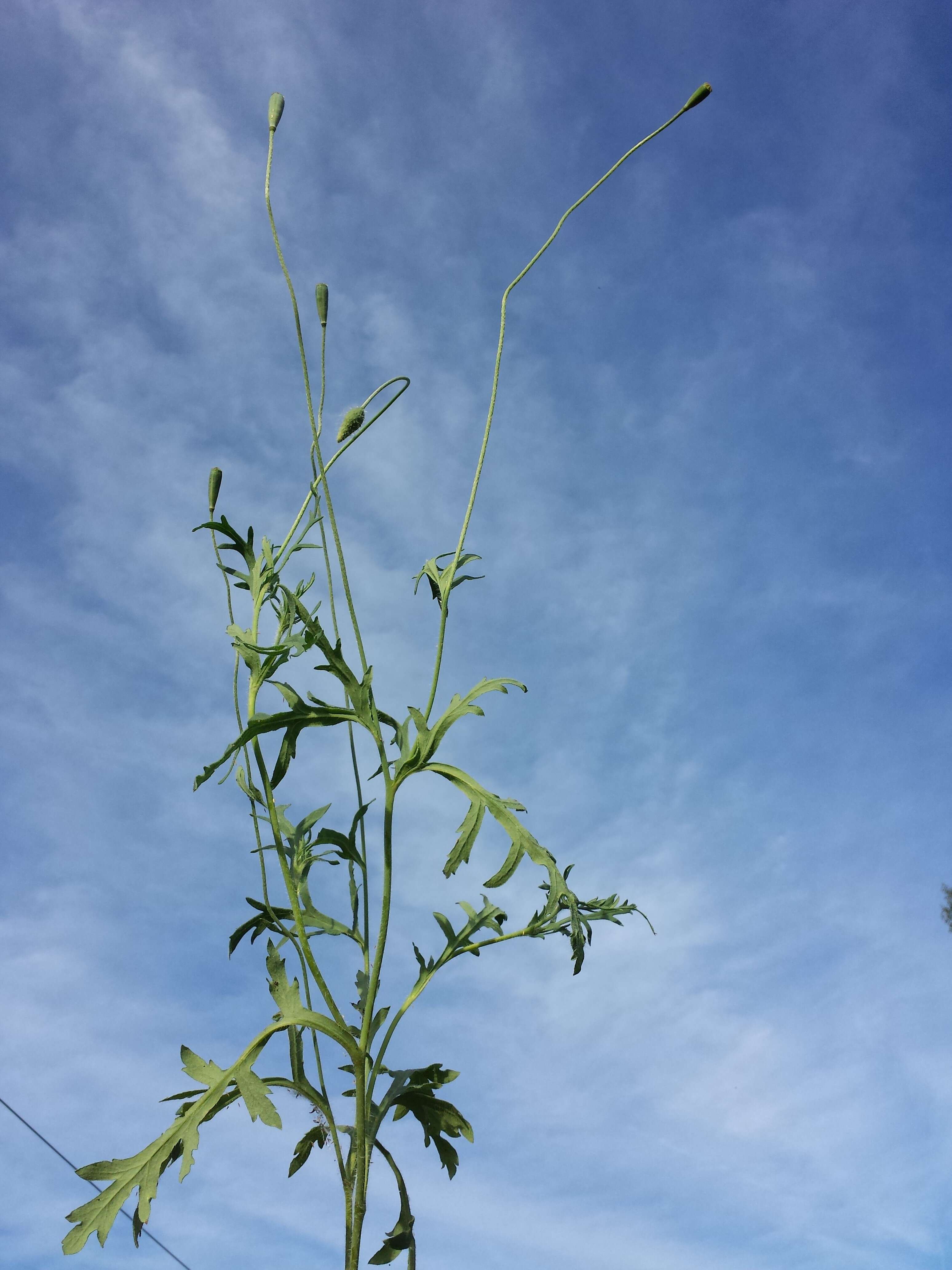 Image of Long-headed Poppy