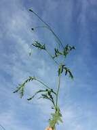 Image of Long-headed Poppy