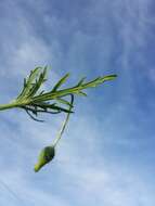 Image of Long-headed Poppy