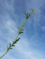 Image of Long-headed Poppy