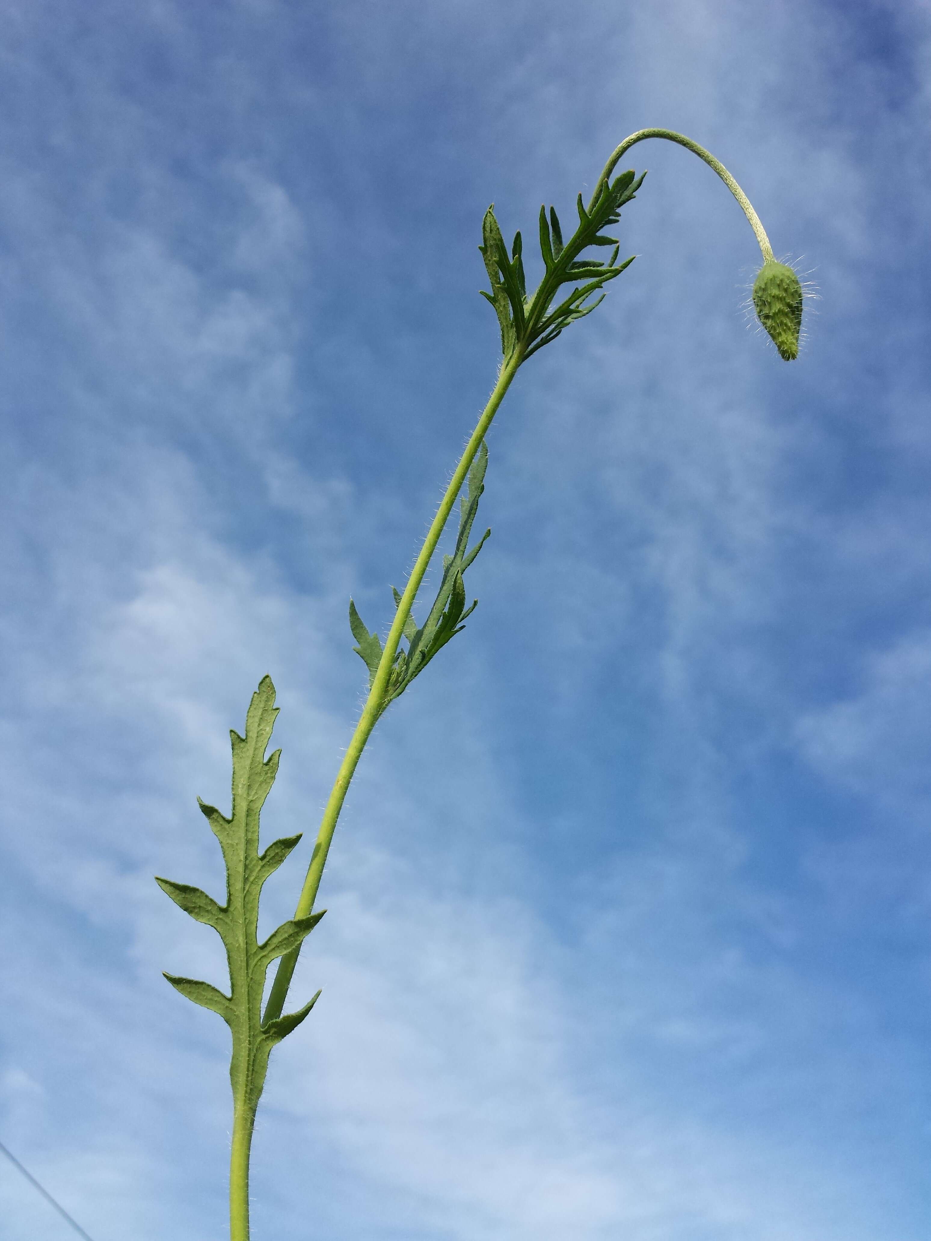 Image of Long-headed Poppy