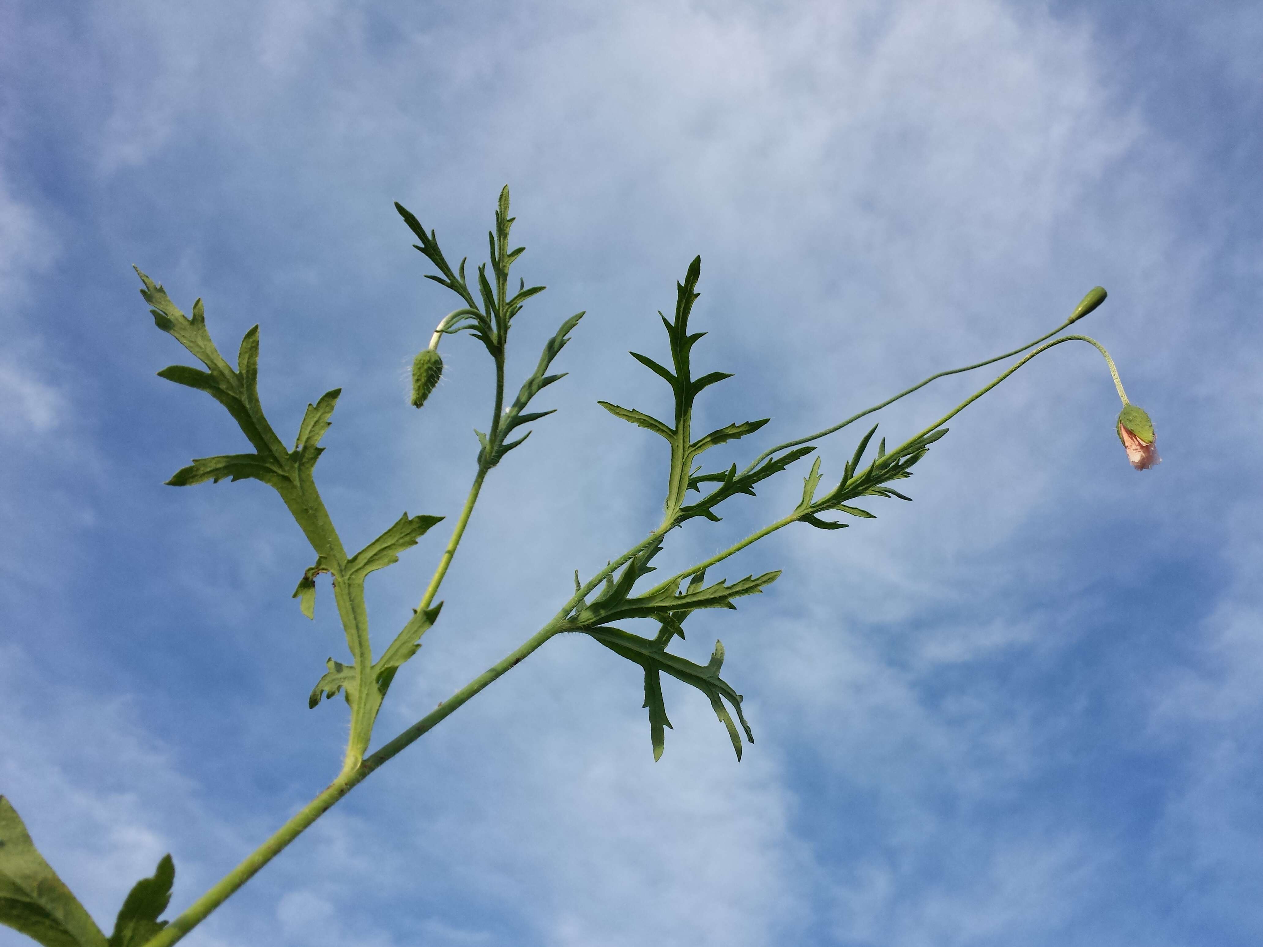 Image of Long-headed Poppy