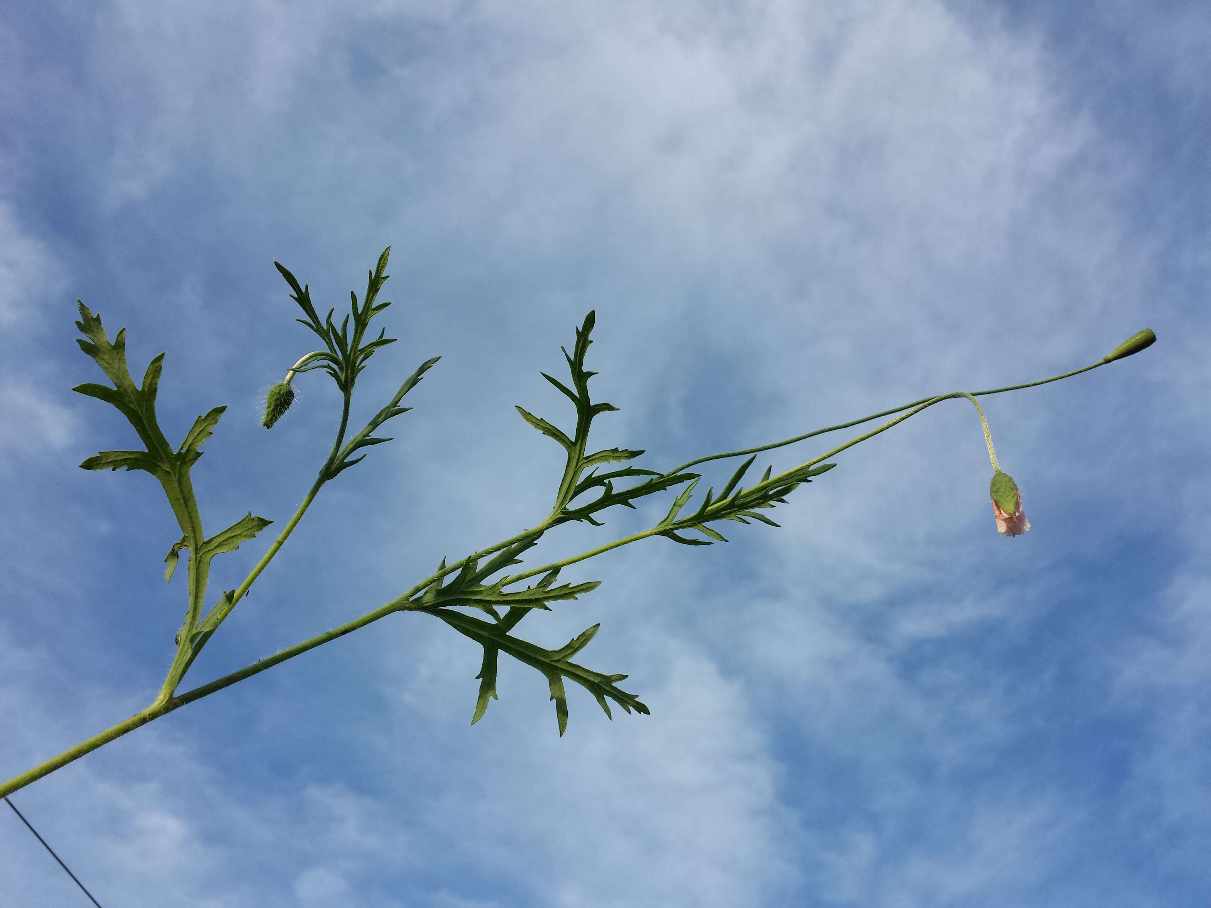 Image of Long-headed Poppy