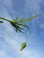 Image of Long-headed Poppy