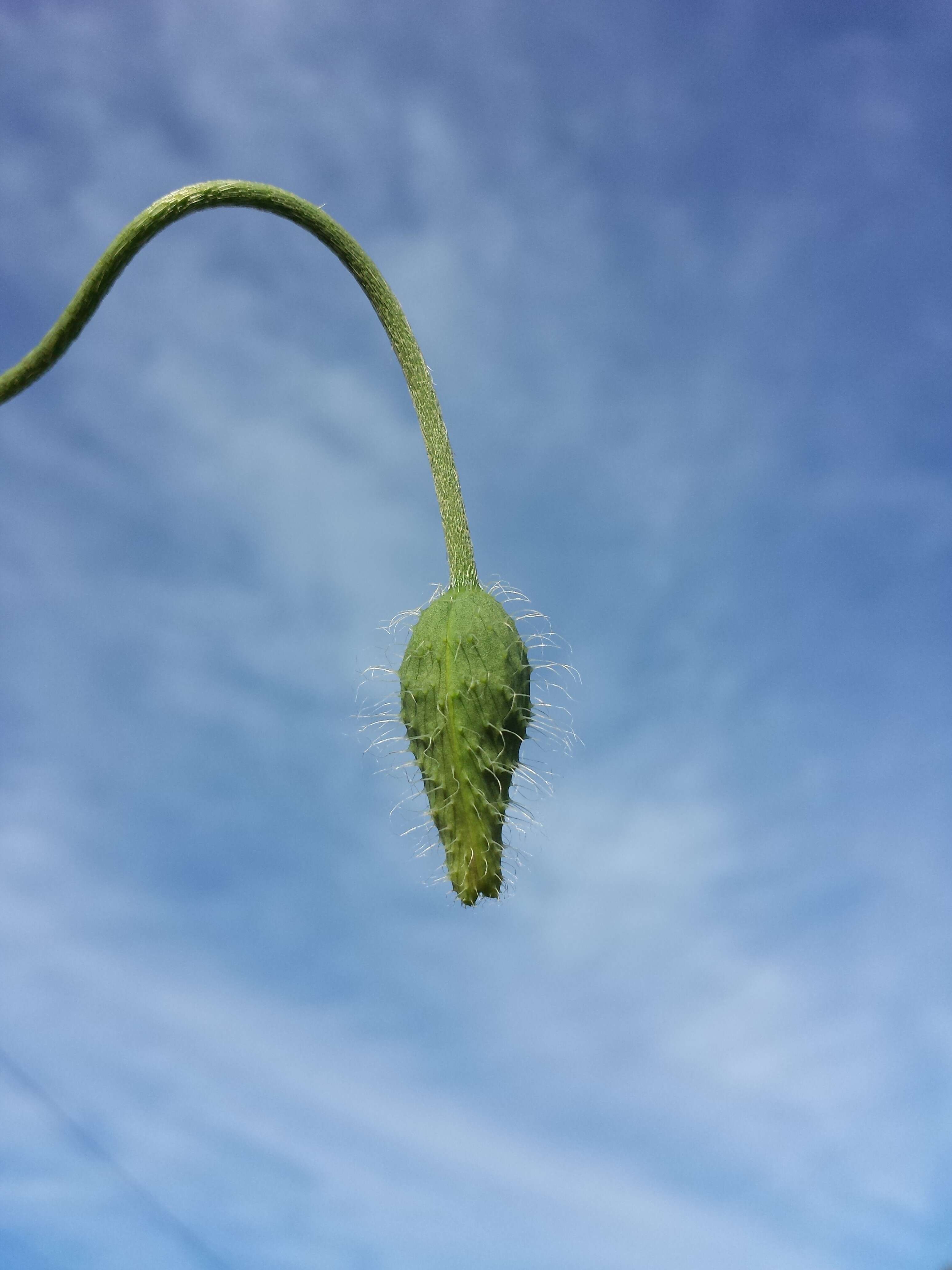 Image of Long-headed Poppy