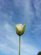 Image of Long-headed Poppy