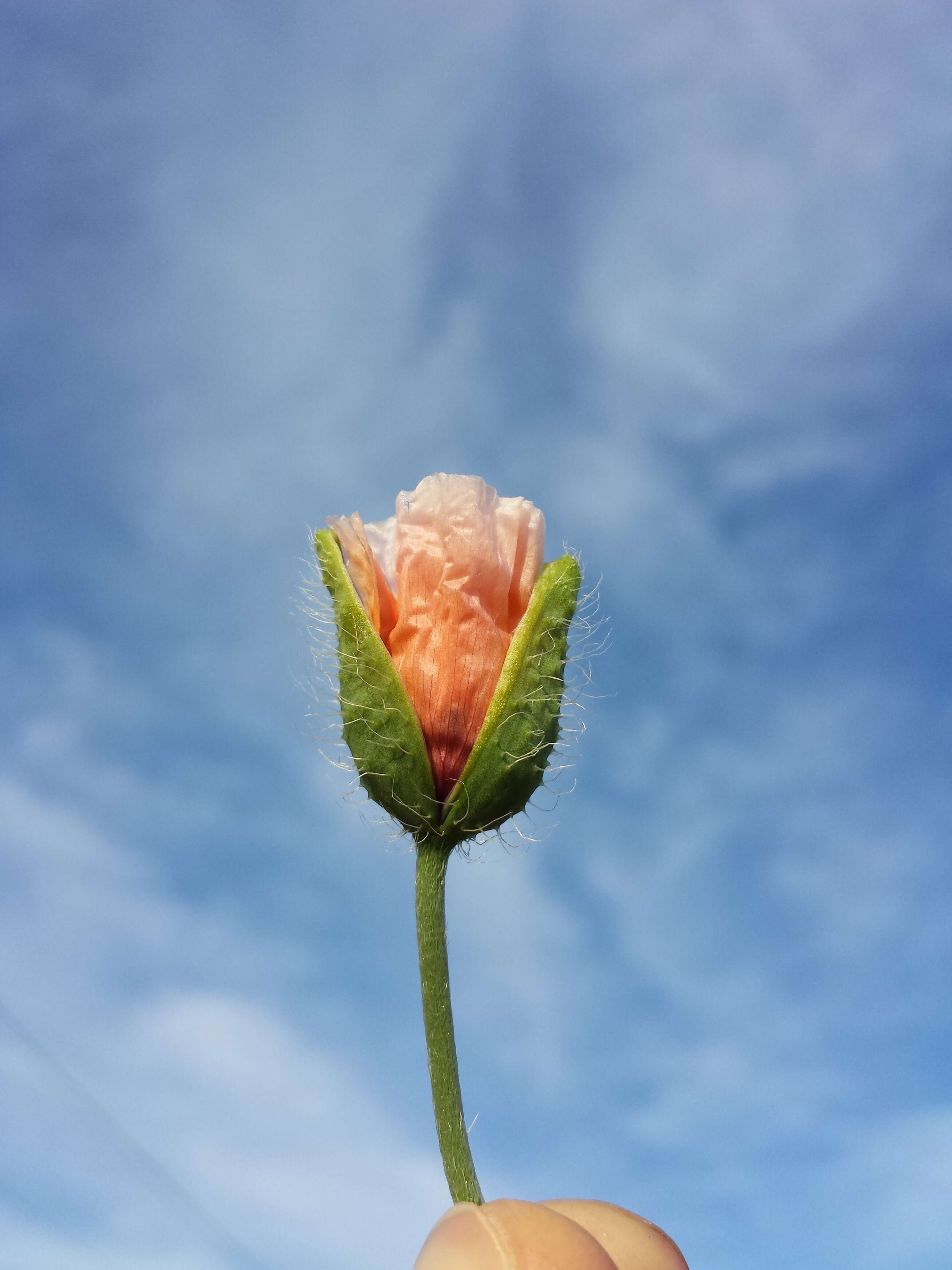 Image of Long-headed Poppy