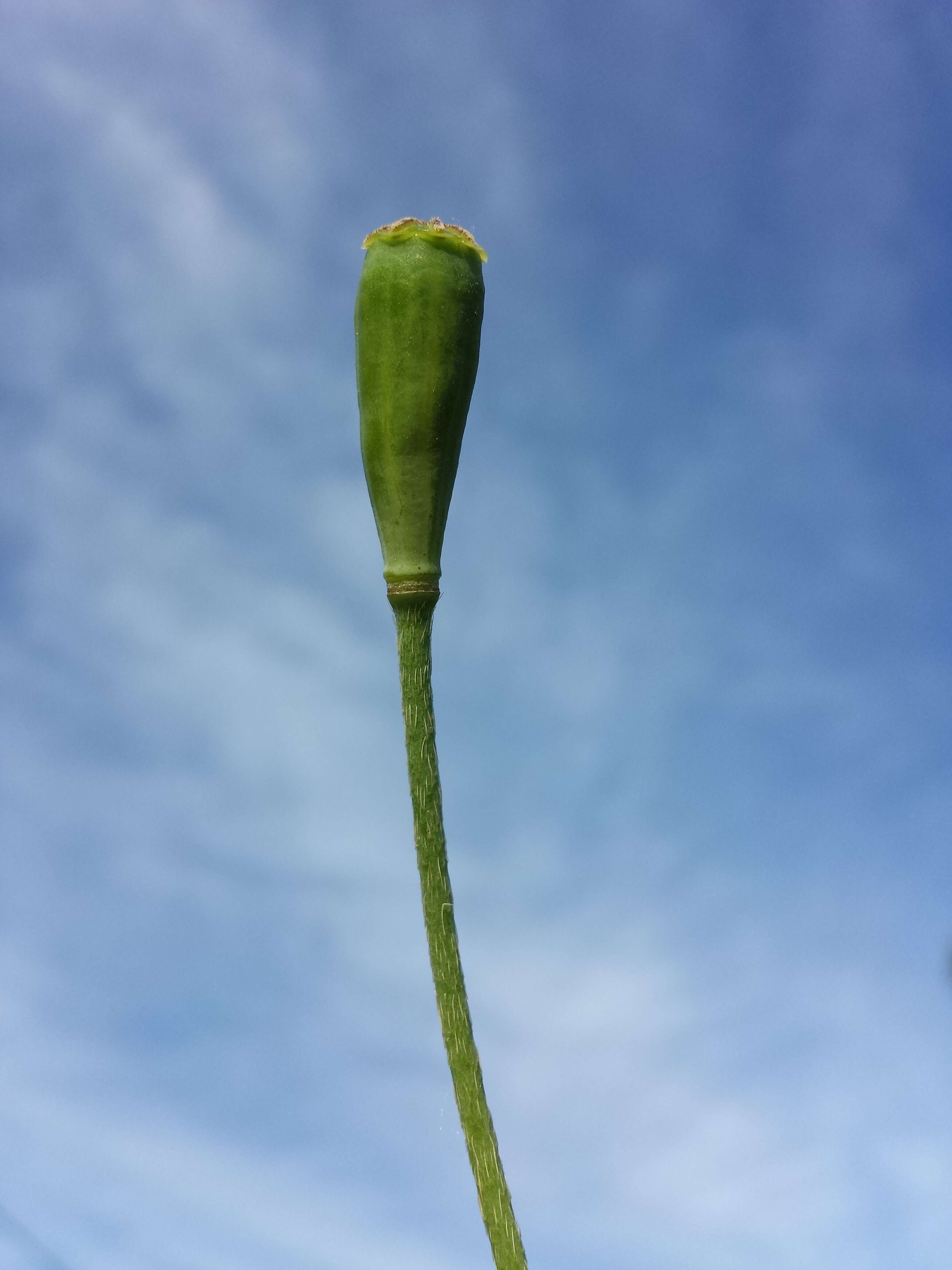 Image of Long-headed Poppy