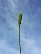 Image of Long-headed Poppy